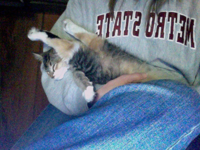 we get my cat cupcake