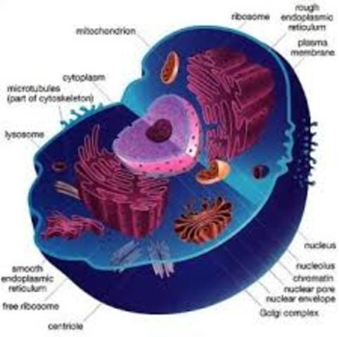 1st Eukaryotes