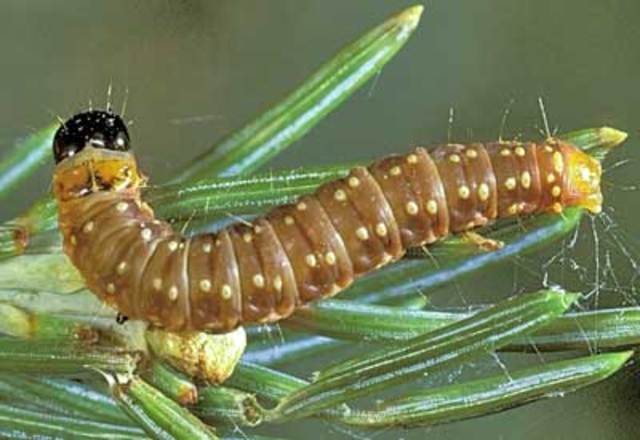 Spruce Budworm