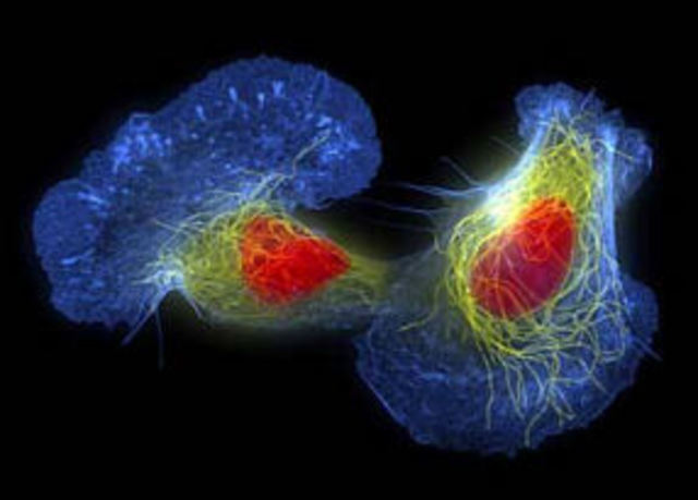 1st multicellular life