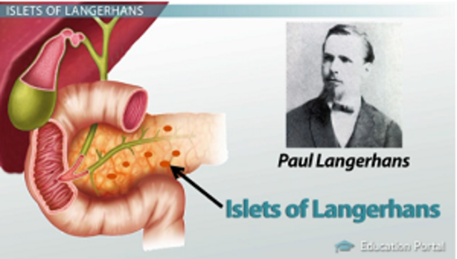 Paul Langerhans