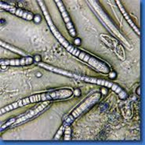 Primeros seres vivos=bacterias