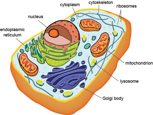 1st eukaryotes
