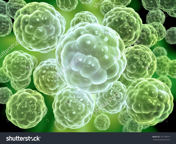 1st multicellular life