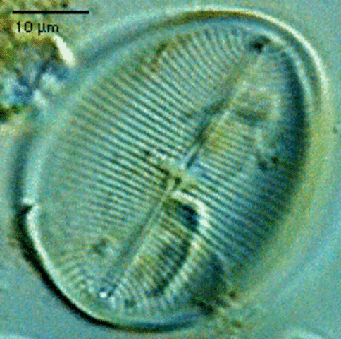 First forms of life on Earth