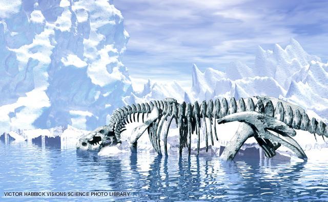 Ordovician Mass Extinction