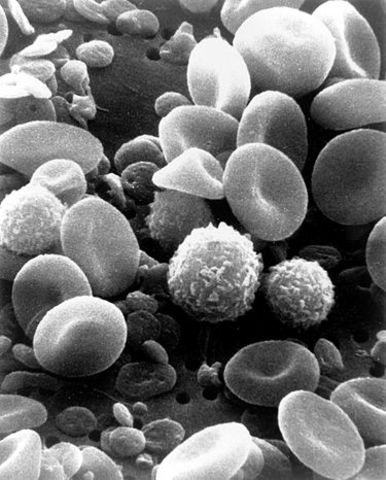 White Blood Cells discovered