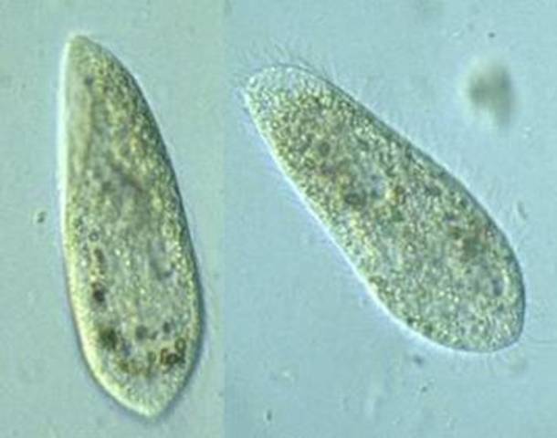 1st eukaryotes