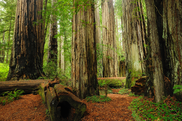 Redwood National Park Created