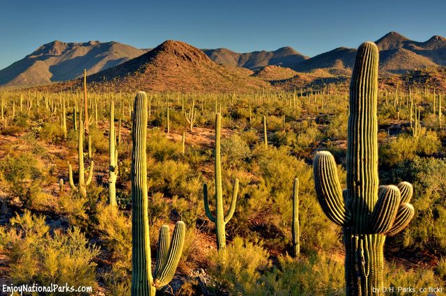 Saguaro National Park Created