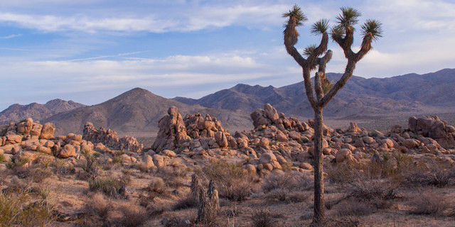 Joshua Tree National Park Created