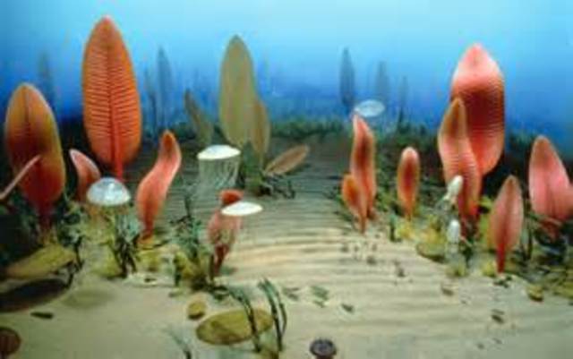 First multicellular life