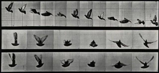 Eadweard Muybridge