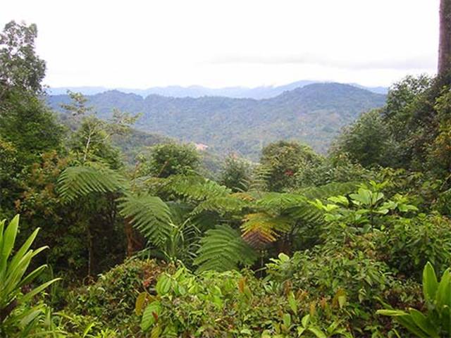 The Kokoda Track