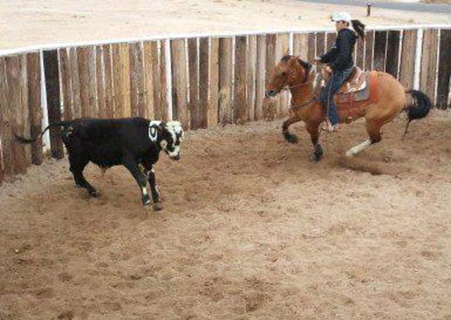 Started chasing cows