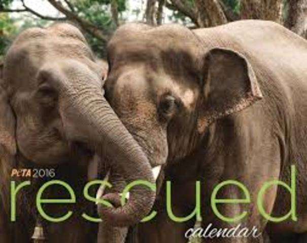 Tyke the elephant goes on a rampage, killing her trainer and escaping from the circus before being gunned down by police.