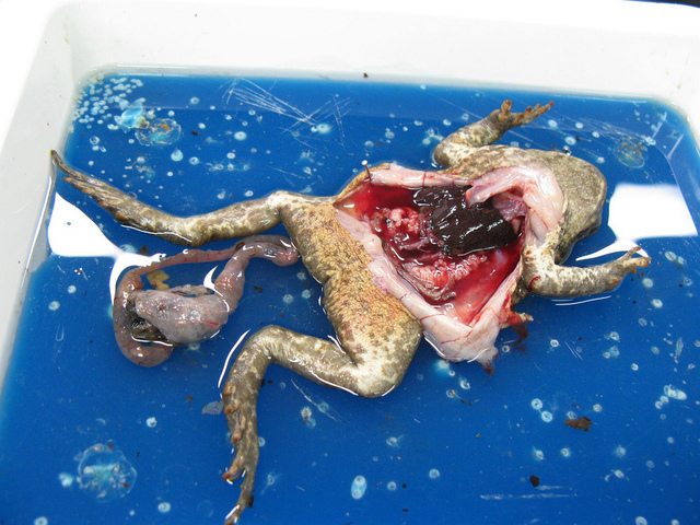 High School student Jennifer Graham makes national headlines when she refuses to dissect a frog.
