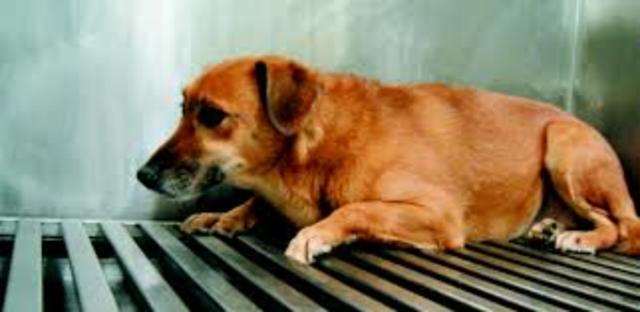 Animal Enterprise Protection Act is passed