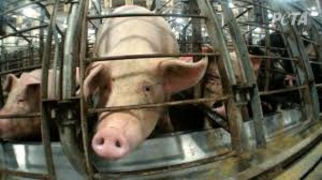 Farm Animal Reform Movement is officially founded