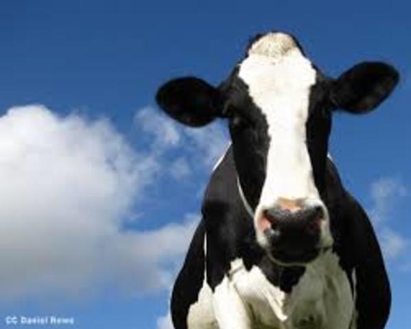 The first annual Great American Meatout is organized by Farm Animal Reform Movement