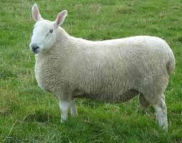 leicester sheep