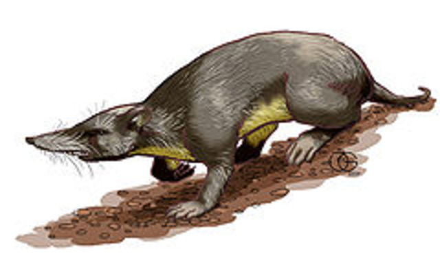 Nesophontes