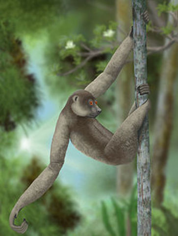 Palaeopropithecus