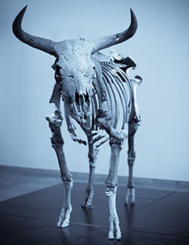 Aurochs