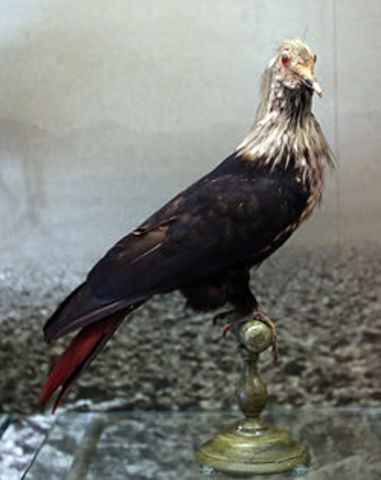 Mauritius blue pigeon