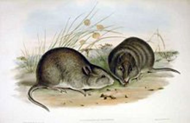 Broad-faced potoroo