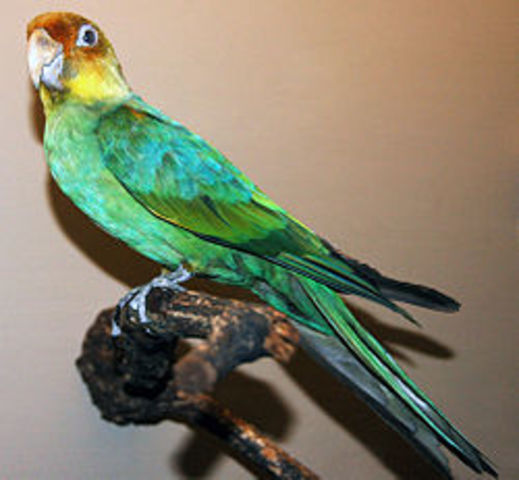 Carolina Parakeet