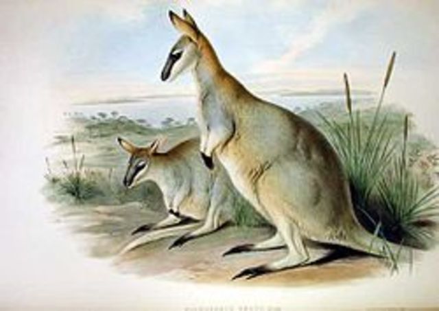 Toolache Wallaby