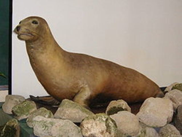 Japanese sea lion
