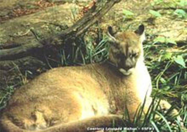 Eastern Cougar