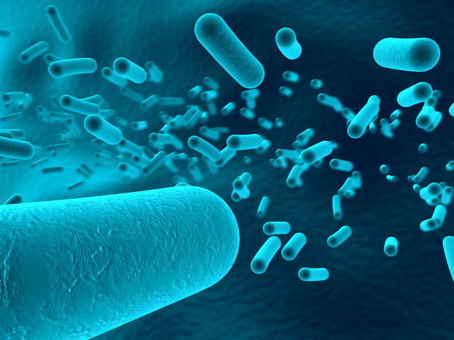 First multicellaur lifeform