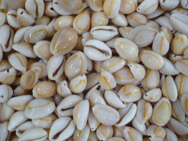 Cowrie shells