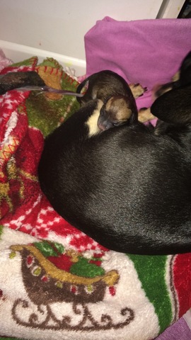 Buddy Jr Madrigal nacio