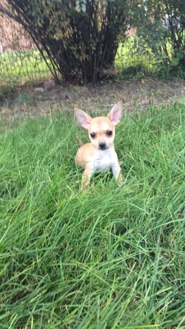 Primera ves en la cesped