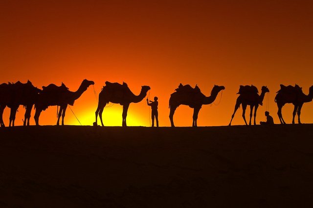 Bactrian and Arabian camels are domesticated