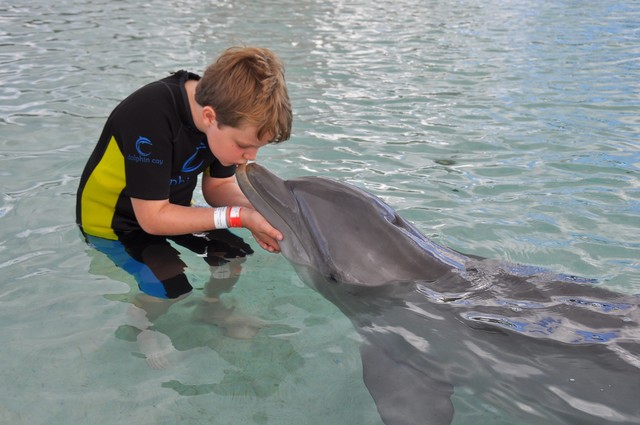 beijando golfinho