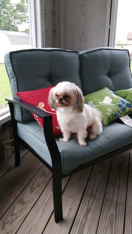 Mi primero cachorro de perro