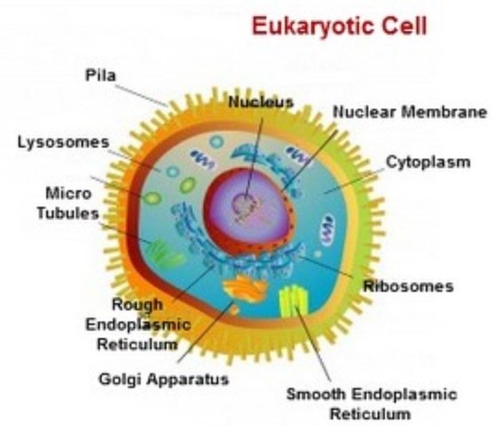 1st Eukaryotes
