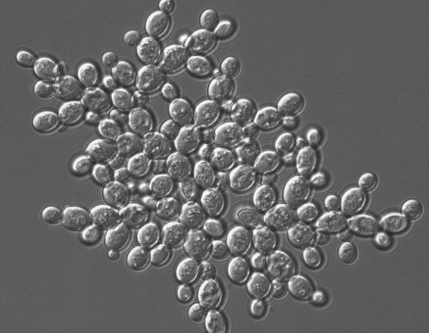 1st multicellular life