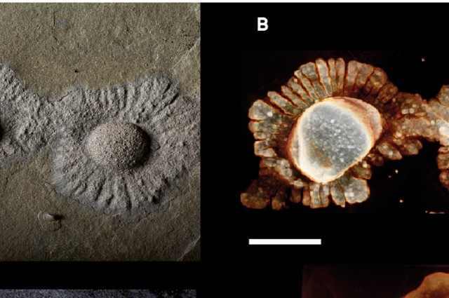 1st Multicellular Life