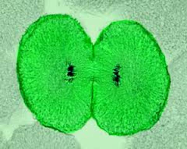 Telophase