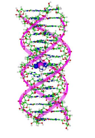 Linus Pauling hypotisizes triple helix.