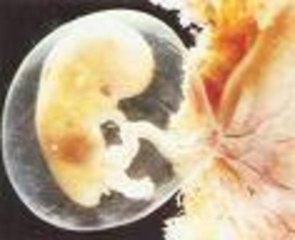 A magzat fejlődése az első hónapban