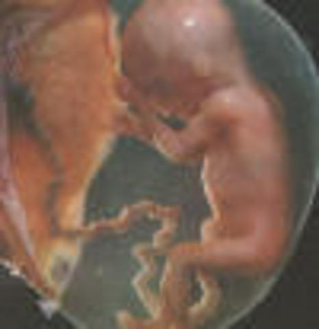 A magzat fejlődése a harmadik hónapban