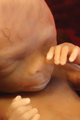 A magzat fejlődése a hatodik hónapban