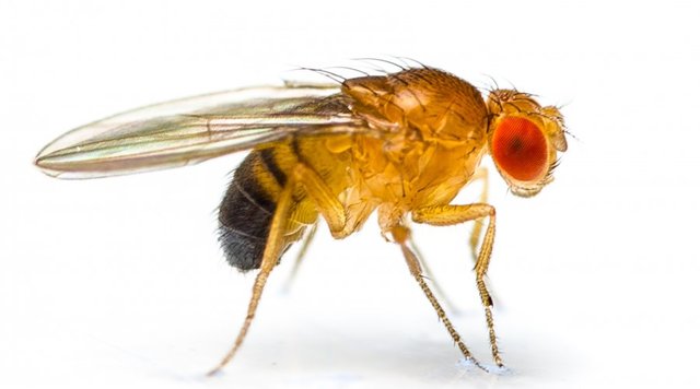 Genome  of Drosophila melanogaster registered